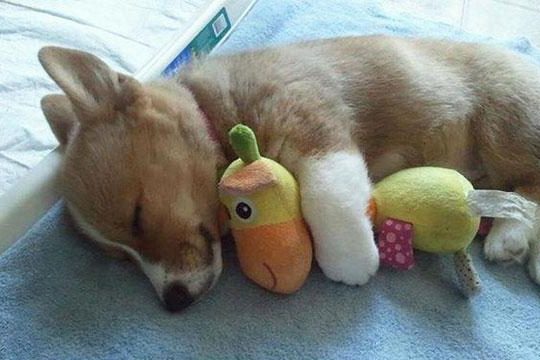 dog with stuffed animal